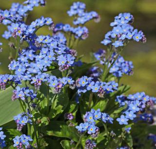 myosotis