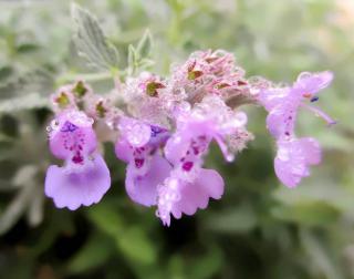 nepeta