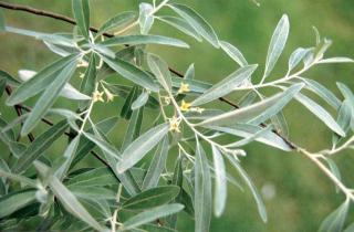 olivier de boheme