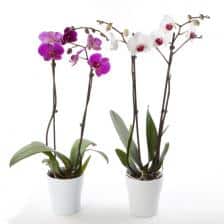 orchidee