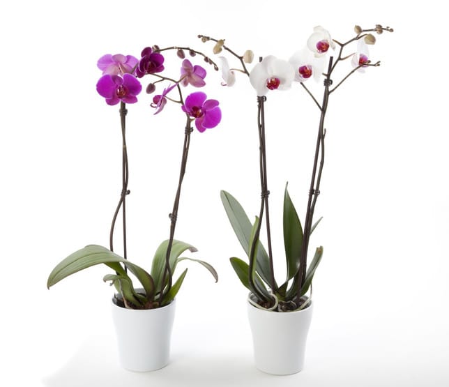 Orchidée : de entretien et floraison