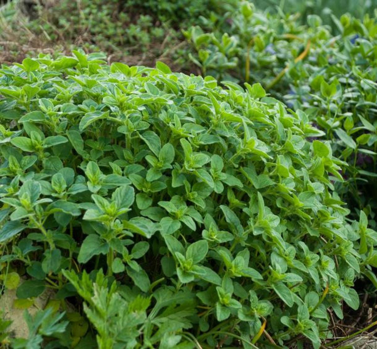 Oregano: planting, growing and advice on caring for it