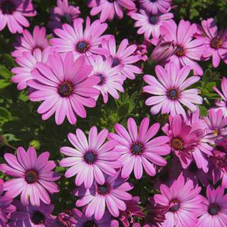 Osteospermum plantation