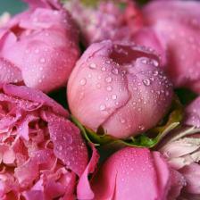 plantation pivoine
