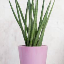 sansevieria