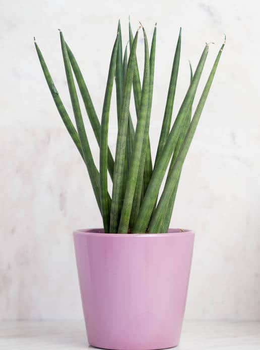 sansevieria