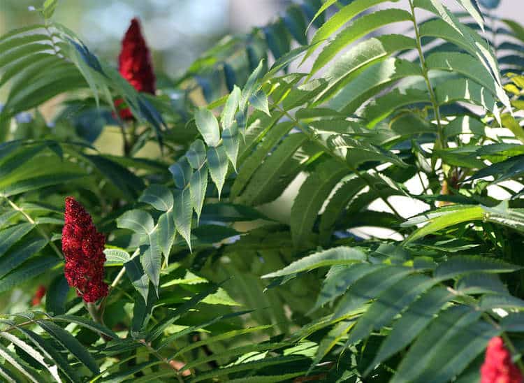 Sumac de Virginie plantation taille et conseils d entretien