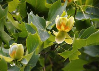 tulipier de virginie - Liriodendron tulipifera