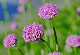 Ail géant - Allium giganteum