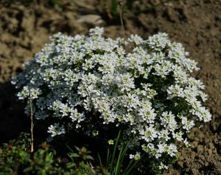 Alysse odorant - Lobularia maritima plantation