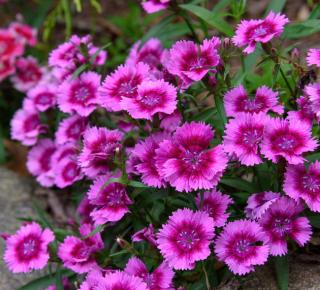 Dianthus chinensis - oeillet de Chine