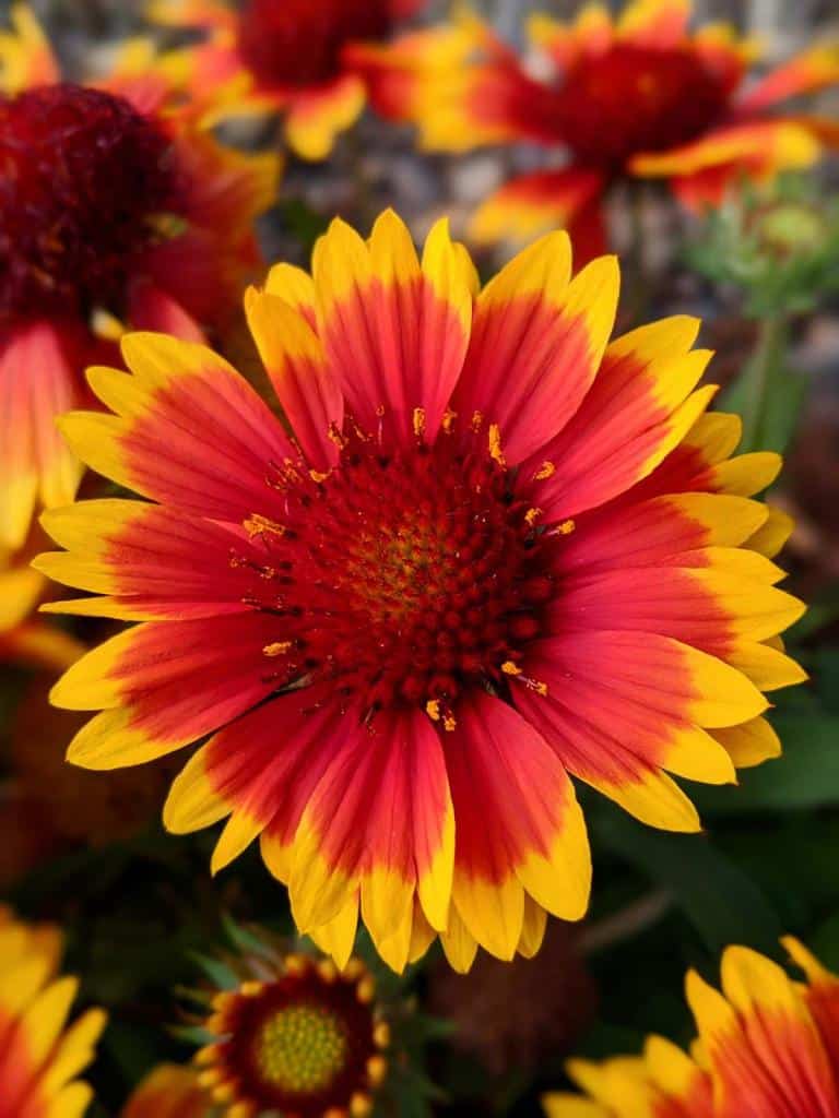 Gaillarde fleur - Gaillardia