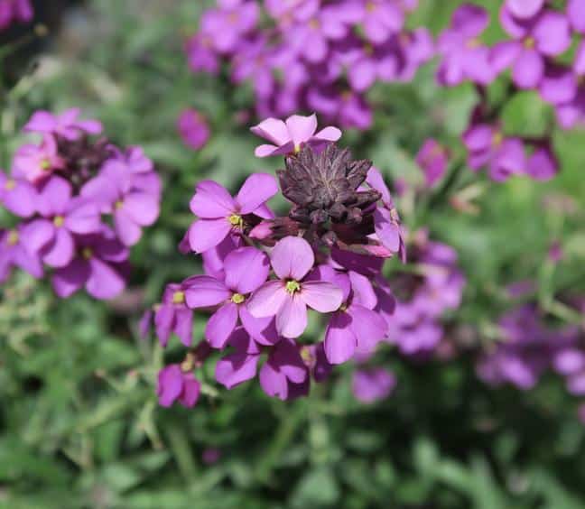 Giroflee erysimum