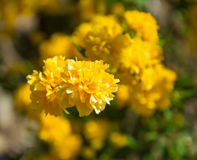 Corête du Japon - Kerria Japonica : plantation, taille, entretien