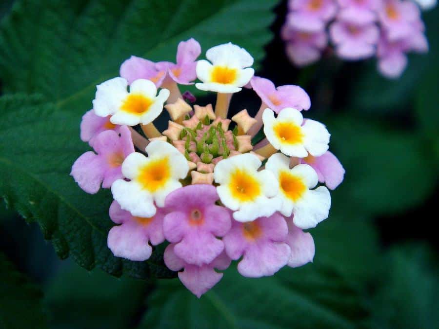 Lantana