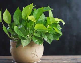 Spathiphyllum (Fleur de lune) : entretien, arrosage et floraison - Jardiland