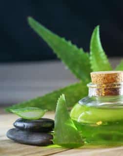 aloe vera température resistance