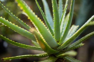 aloe vera plante origine