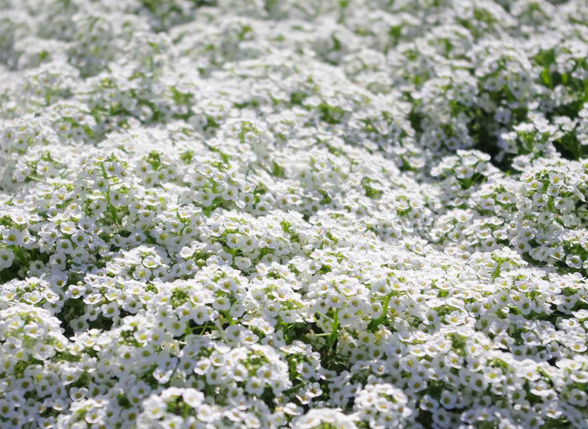 alysse odorant - Lobularia maritima - Alyssum maritimum