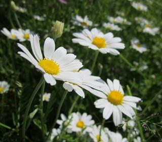 anthemis-arvensis plantation