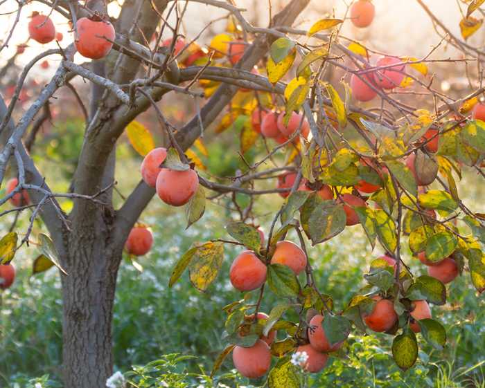 Plaqueminier : plantation, entretien et récolte de l'arbre à kaki