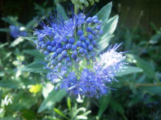 caryopteris