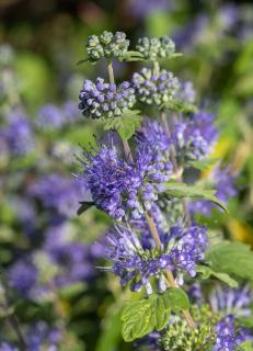 caryopteris - barbe bleue - fleur