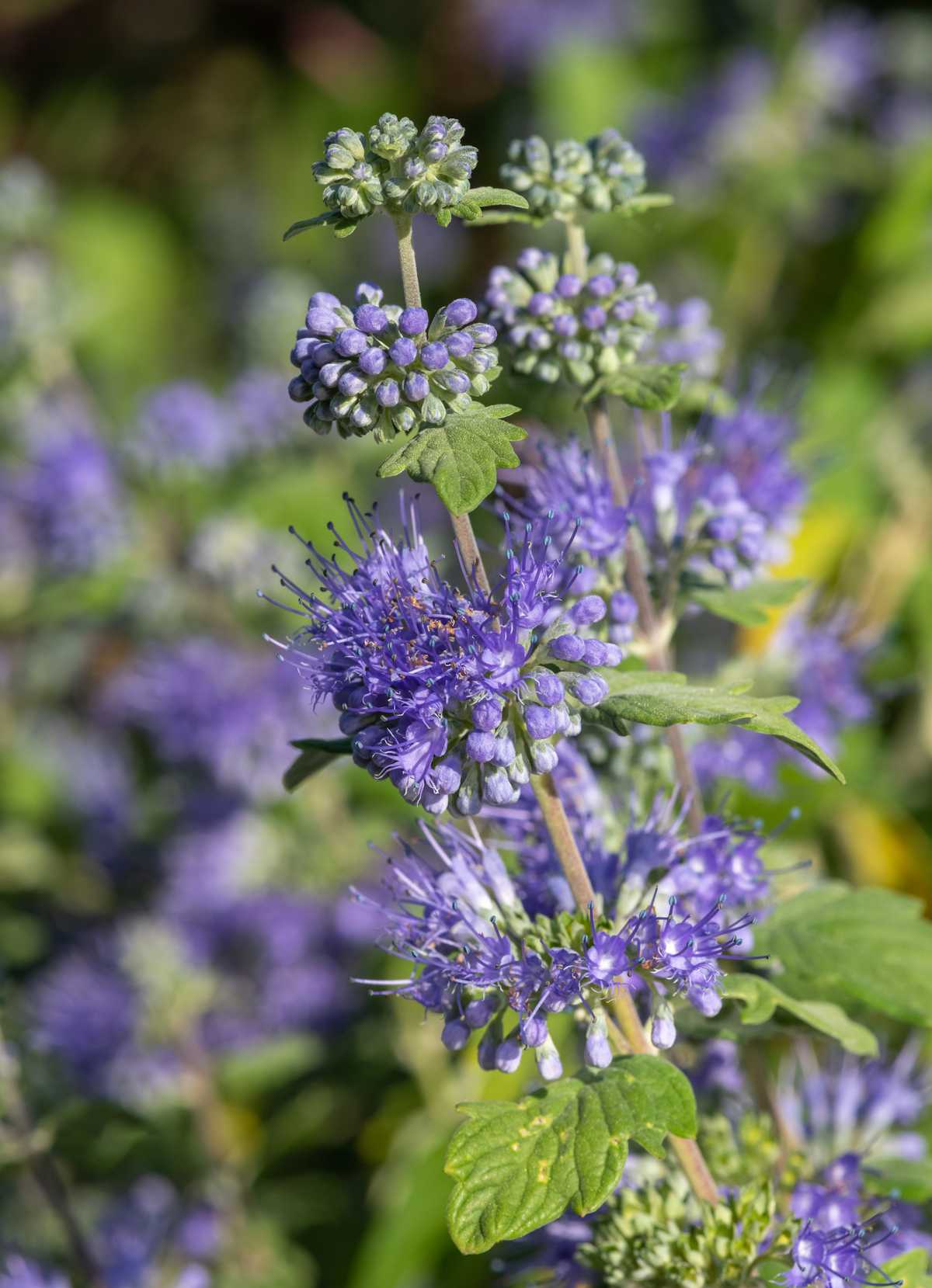 caryopteris - barbe bleue - fleur