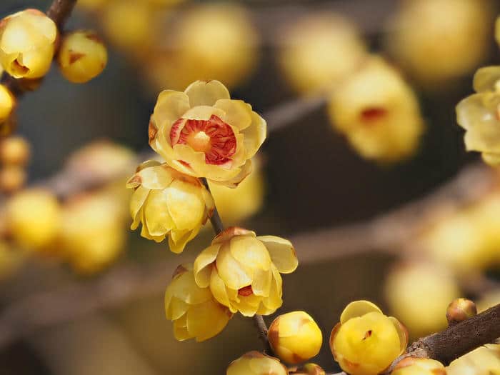 chimonanthe chimonanthus