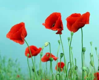 coquelicot