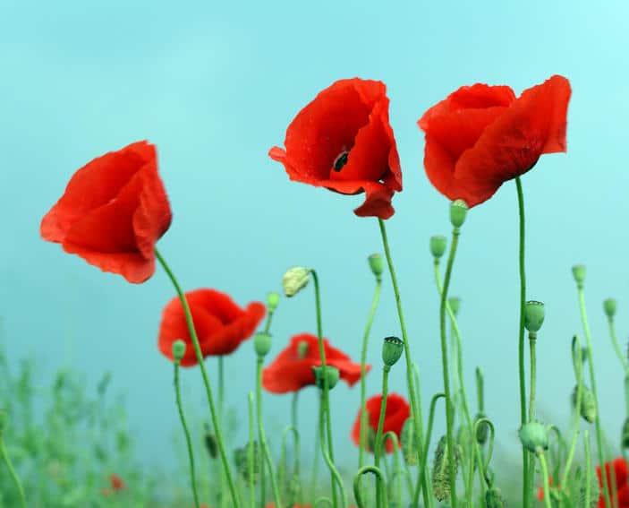 Coquelicot, Pavot : semis, floraison, culture et entretien