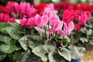 cyclamen en hiver