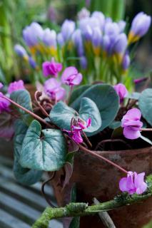 cyclamen de coum