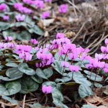 cyclamen de coum