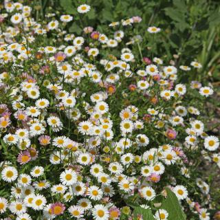 erigeron