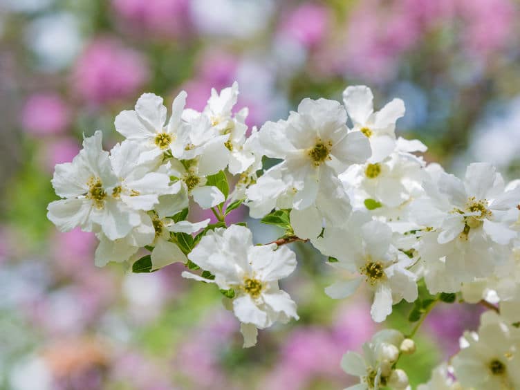 exochorda