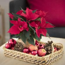 fleur en hiver