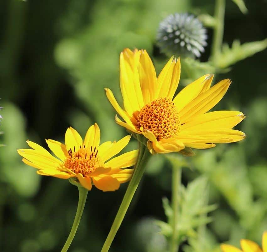 Heliopsis : floraison et entretien du printemps à l'hiver