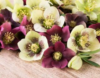 hellebore rose de noel