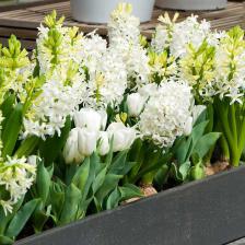 jacinthe white pearl