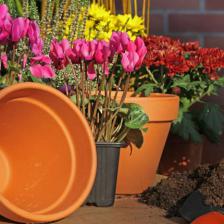jardiniere hiver fleur