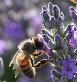 lavande mellifere abeille