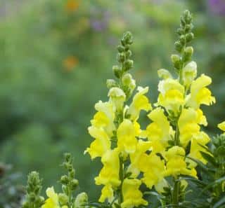 muflier jaune