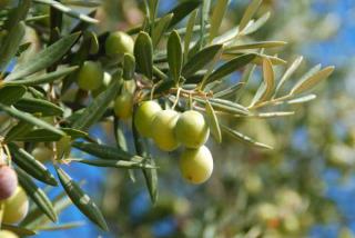 olivier et olives