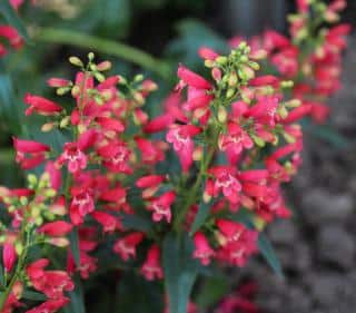 penstemon semis plantation