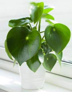 peperomia entretien arrosage