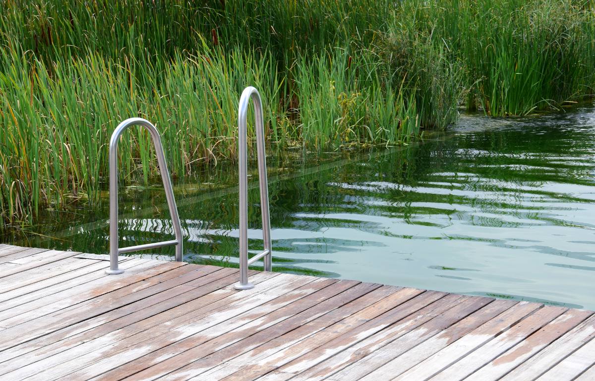 piscine naturelle ecologique filtration plante
