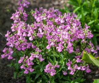 plantation du nemesia