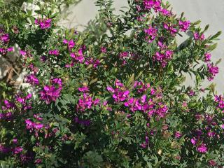 polygala myrtifolia