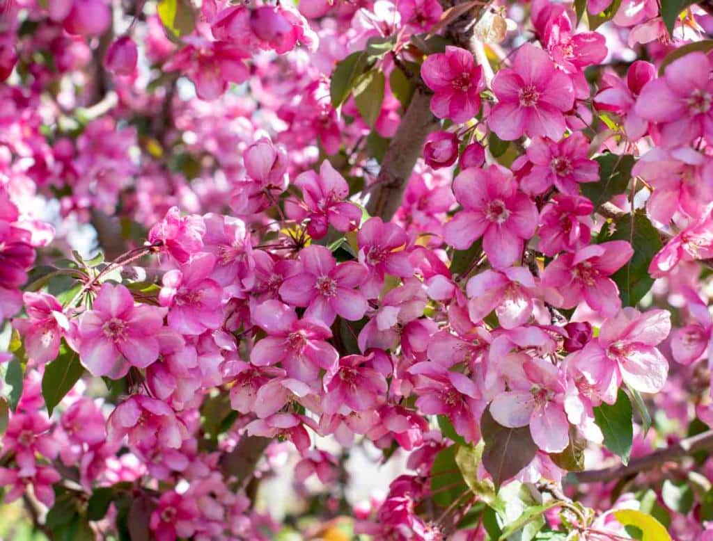 pommier d'ornement à fleurs - Malus sargentii